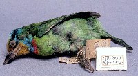 五色鳥藏品圖，第2張